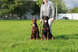 Photo №2 to announcement № 4904 for the sale of dobermann - buy in Belarus from nursery