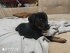 Photo №1. miniature pinscher - for sale in the city of Харцызск | 22$ | Announcement № 7501