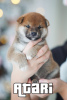 Additional photos: Shiba Inu puppies from BCU/FCI kennel