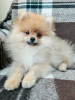Photo №2 to announcement № 28353 for the sale of pomeranian - buy in Georgia private announcement