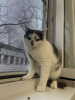 Photo №3. A wonderful young cat Elechka is looking for a home and a loving family!. Belarus