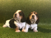 Photo №1. basset hound - for sale in the city of Berlin | Is free | Announcement № 95920