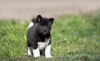 Photo №2 to announcement № 105763 for the sale of akita - buy in Germany breeder