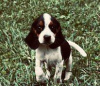 Photo №1. non-pedigree dogs - for sale in the city of Stockholm | negotiated | Announcement № 113175