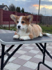 Photo №1. welsh corgi - for sale in the city of Berlin | 1268$ | Announcement № 42389