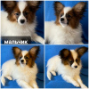 Photo №4. I will sell papillon dog in the city of Гродна. private announcement - price - 1268$