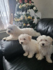 Photo №1. bichon frise - for sale in the city of Orlando | 500$ | Announcement № 92654