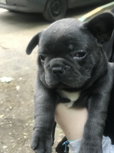 Photo №2 to announcement № 2349 for the sale of french bulldog - buy in Russian Federation breeder