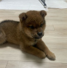 Photo №2 to announcement № 111758 for the sale of shiba inu - buy in Czech Republic private announcement