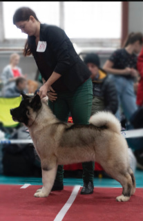 Photo №4. I will sell american akita in the city of Penza. from nursery, breeder - price - 704$