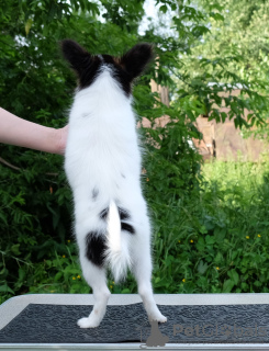 Photo №2 to announcement № 7384 for the sale of papillon dog - buy in Russian Federation breeder