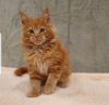 Photo №2 to announcement № 114546 for the sale of maine coon - buy in United States breeder