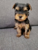 Photo №1. beaver yorkshire terrier, yorkshire terrier - for sale in the city of Vilnius | 475$ | Announcement № 73047