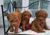 Photo №1. poodle (royal) - for sale in the city of Bielefeld | 317$ | Announcement № 90969