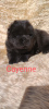 Additional photos: Black Chow Chow females FCI