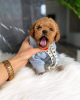 Photo №1. poodle (toy) - for sale in the city of Ohio City | 400$ | Announcement № 111269