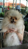 Additional photos: Pomeranian purebred BOO puppies