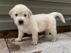 Photo №2 to announcement № 24182 for the sale of golden retriever - buy in Austria from the shelter