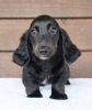Photo №2 to announcement № 98347 for the sale of dachshund - buy in Germany private announcement, from nursery, from the shelter, breeder