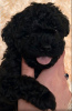 Photo №2 to announcement № 123597 for the sale of poodle (toy) - buy in Ukraine private announcement