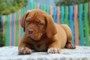 Photo №2 to announcement № 7508 for the sale of dogue de bordeaux - buy in Russian Federation breeder