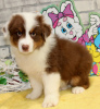 Photo №1. australian shepherd - for sale in the city of Oslo | 300$ | Announcement № 120269