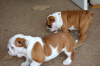 Photo №2 to announcement № 18626 for the sale of english bulldog - buy in United Kingdom private announcement