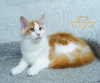 Photo №4. I will sell maine coon in the city of Kazan. from nursery, breeder - price - negotiated