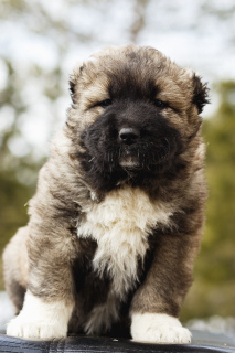 Photo №4. I will sell caucasian shepherd dog in the city of Arkhangelsk. from nursery - price - 327$