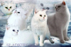 Photo №1. british shorthair - for sale in the city of New York | negotiated | Announcement № 33542