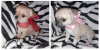 Additional photos: Chihuahua puppies for sale