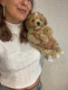 Photo №3. Maltipoo f1 min, delivery, bargaining, maltipoo f1. Ukraine