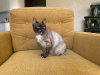 Additional photos: Very beautiful kitty Taya as a gift