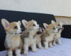 Photo №3. Welsh Corgi Pembroke puppies. Serbia