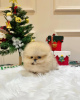 Photo №1. pomeranian - for sale in the city of Florida | 400$ | Announcement № 127299