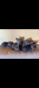 Photo №2 to announcement № 114521 for the sale of russian blue - buy in Serbia 