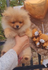 Additional photos: Pomeranian BOO Puppies of the highest quality