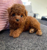 Additional photos: Poodle Puppies for Rehoming