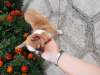 Photo №4. I will sell chihuahua in the city of Dnipro. private announcement - price - 283$