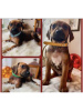 Photo №2 to announcement № 30906 for the sale of rhodesian ridgeback - buy in Switzerland private announcement