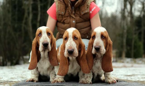 Photo №1. basset hound - for sale in the city of St. Petersburg | negotiated | Announcement № 5603