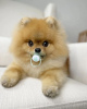 Photo №1. pomeranian - for sale in the city of Trondheim | negotiated | Announcement № 78481