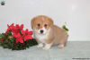 Photo №3. Beautiful Corgi Puppies 1(281)698-7719. United States