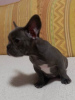 Photo №4. I will sell french bulldog in the city of Čukarica.  - price - negotiated