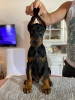 Photo №2 to announcement № 113503 for the sale of dobermann - buy in Serbia breeder