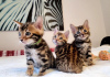 Photo №1. bengal cat - for sale in the city of Cinco Ranch | 300$ | Announcement № 114887