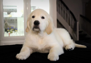 Photo №4. I will sell golden retriever in the city of Zaporizhia. breeder - price - 887$