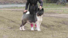 Photo №4. I will sell akita in the city of Belgrade. breeder - price - negotiated