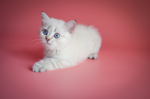 Photo №1. british shorthair - for sale in the city of Lviv | 800$ | Announcement № 5048