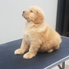 Photo №2 to announcement № 121939 for the sale of golden retriever - buy in Germany private announcement